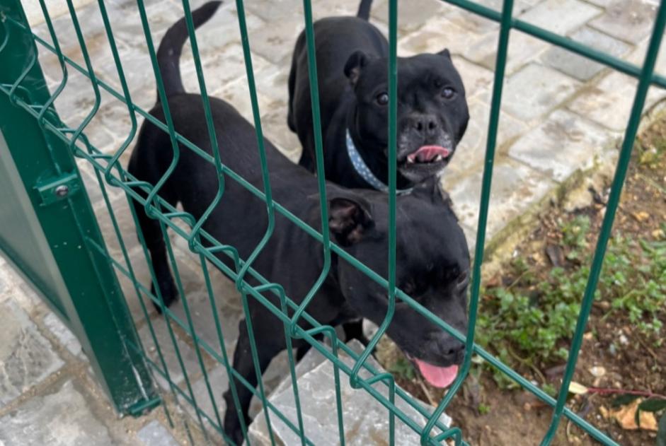 Alerta descoberta Cão  Fêmea Birieux France